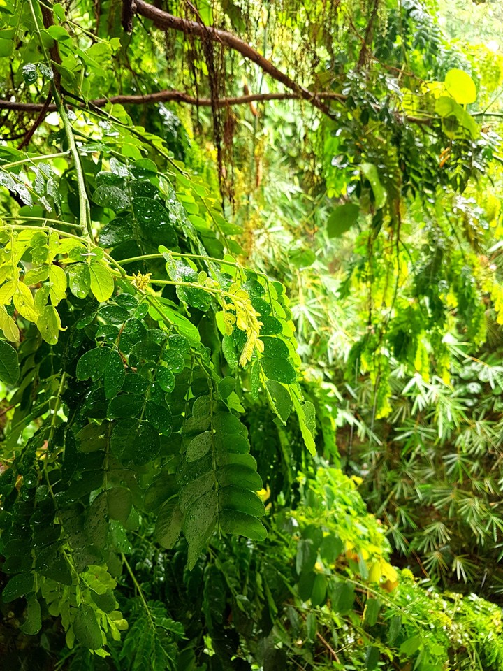 Nature