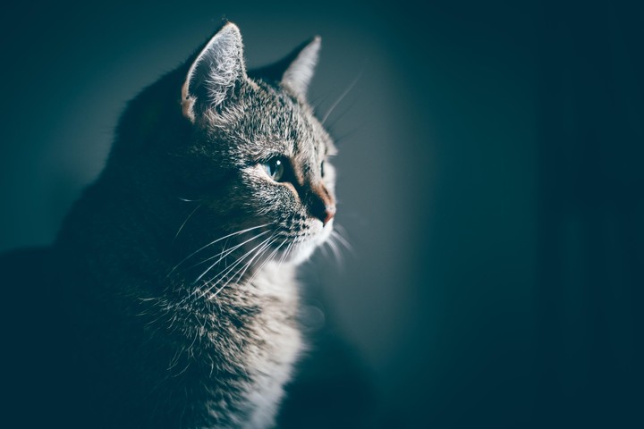 Cat ♥️