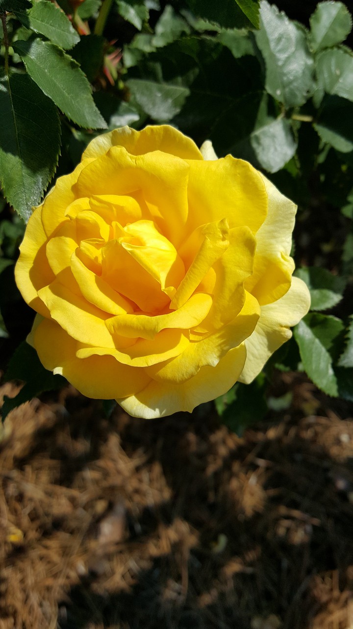 yellow rose
