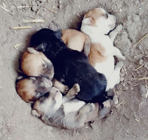 papéis de parede carnivores, dog