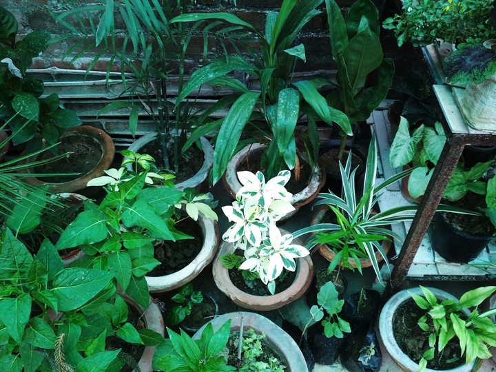 plants