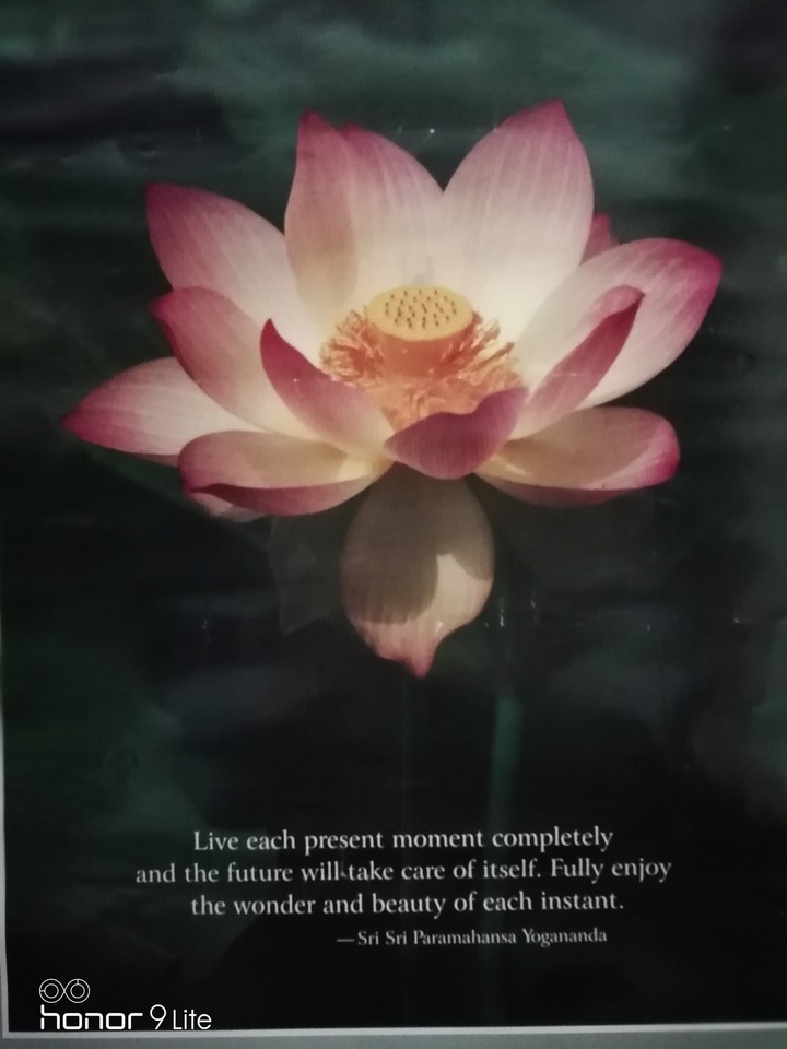 lotus