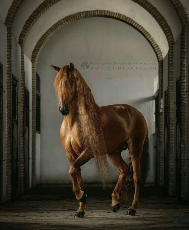 #horse #love