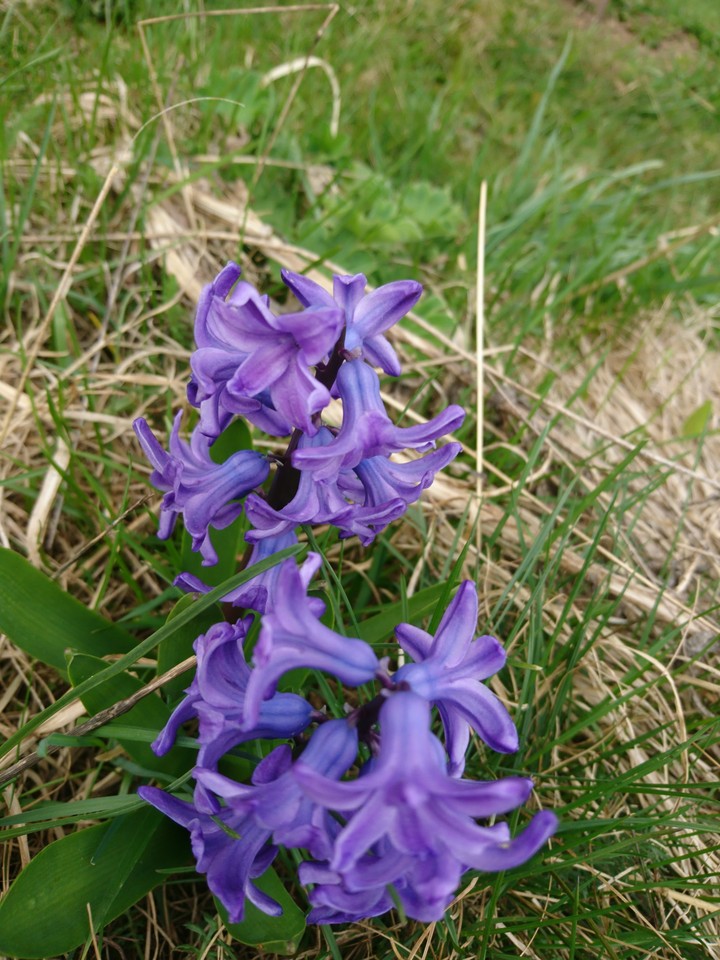 I fiori