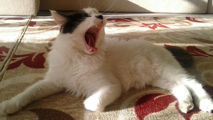 My lion cat :)