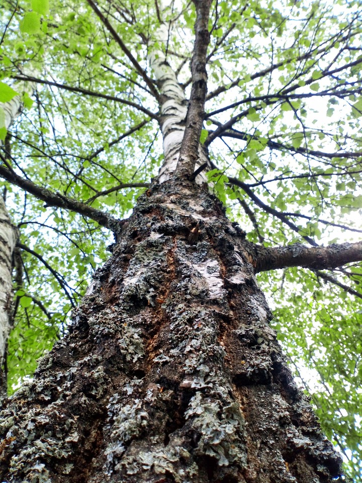 Russian tree))