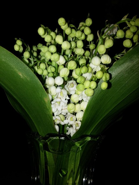 May-lily
