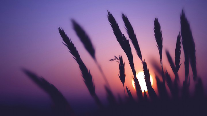 The Grass