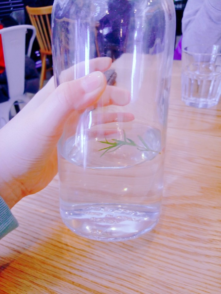 로즈마리