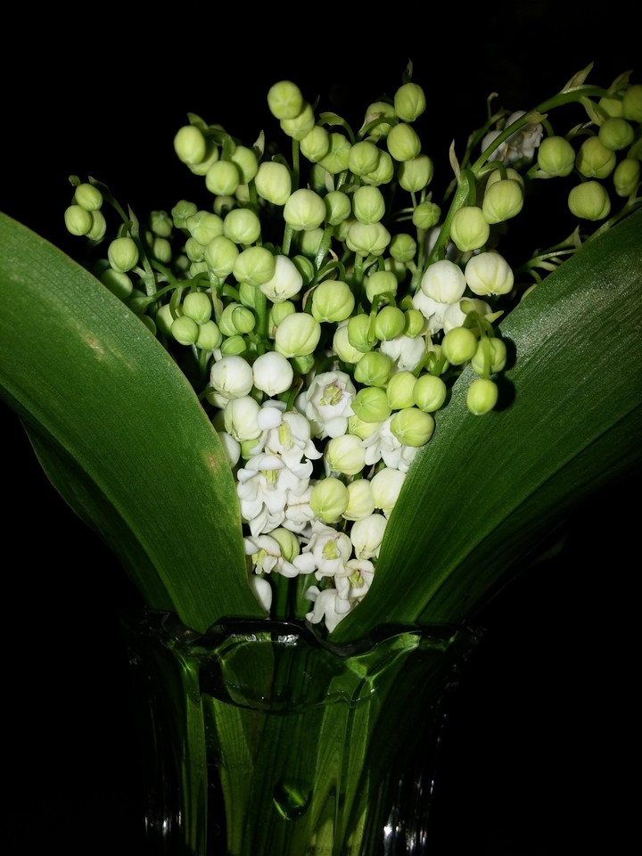 May-lily