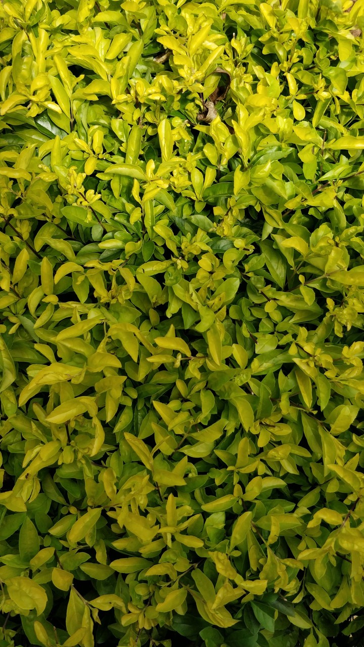 fresh green