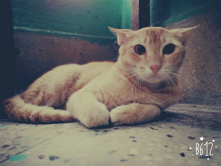 cat 