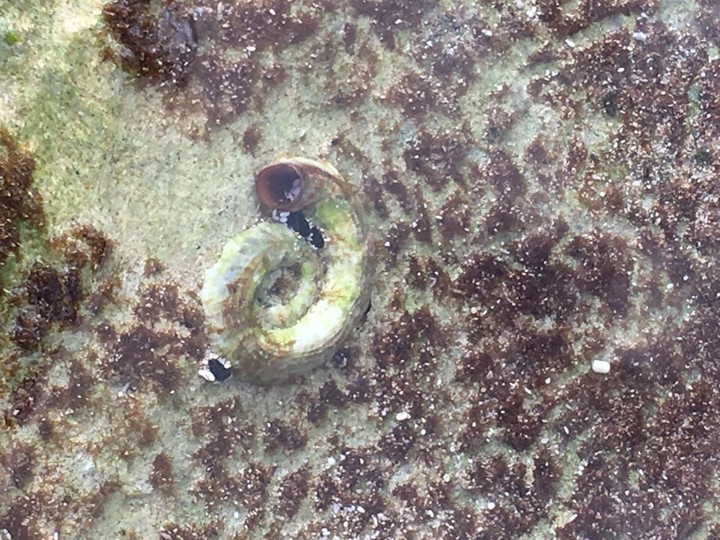 fossil remains