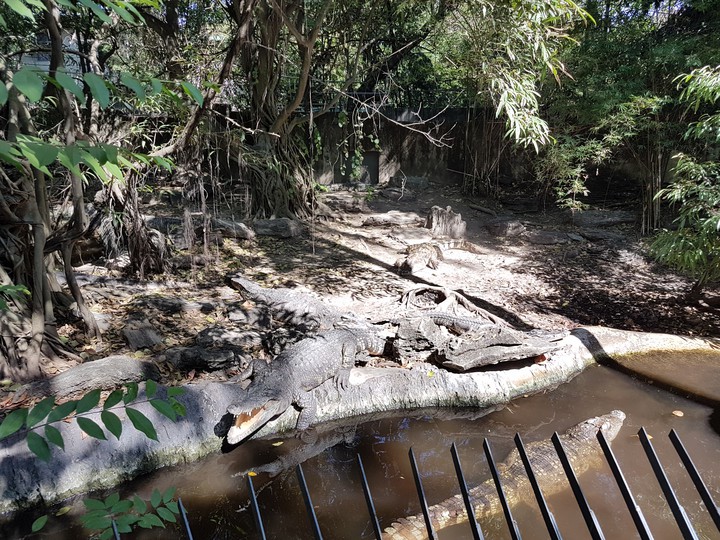 crocodile