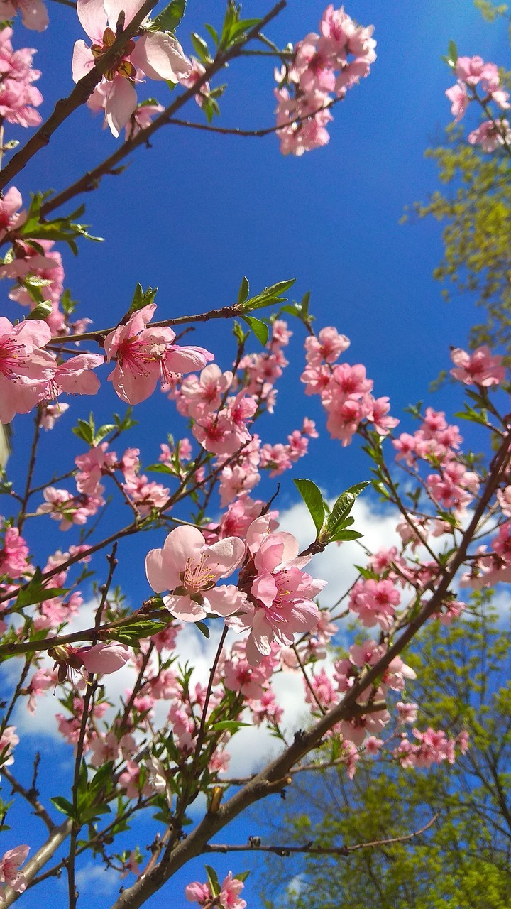 Spring