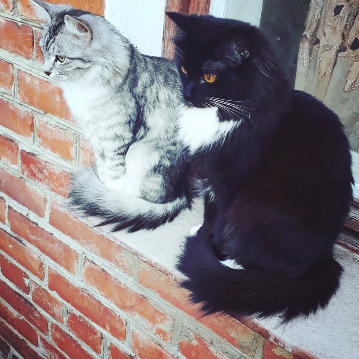 кошки
