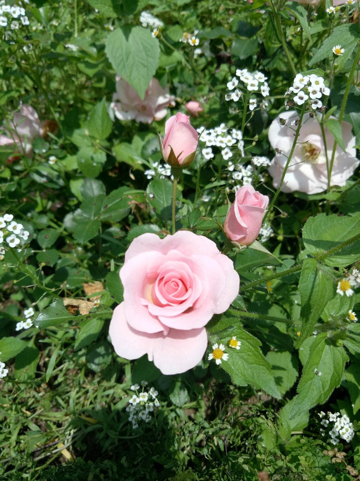 rose