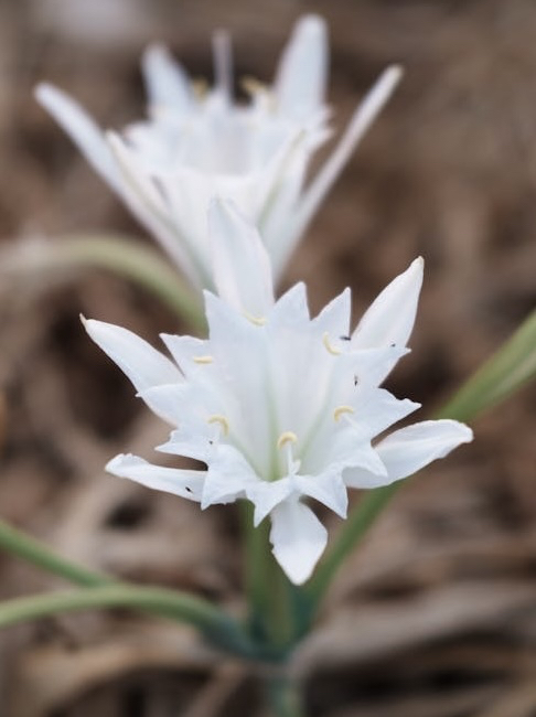 sfondi pedicel, wildflower