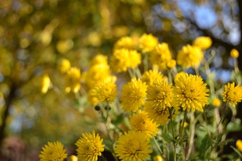 plant, природа wallpapers