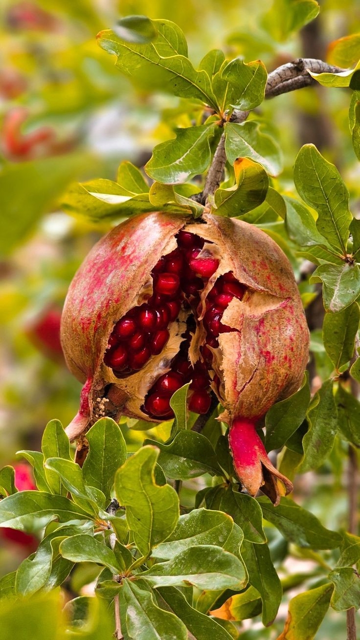 پاییز