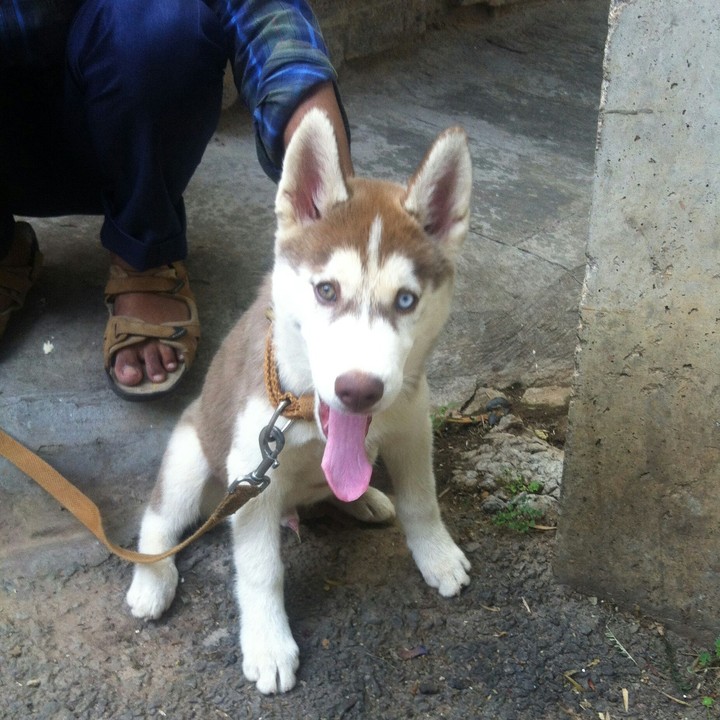 Serbian husky