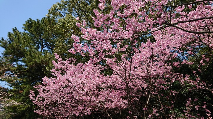 SAKURA