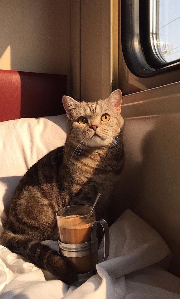 Котик