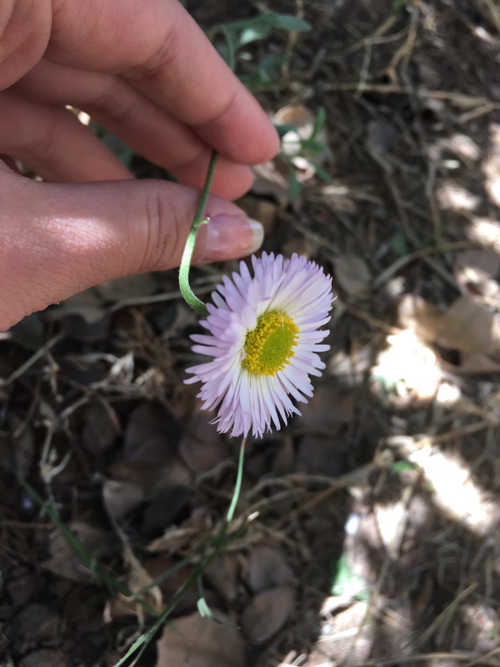 flor