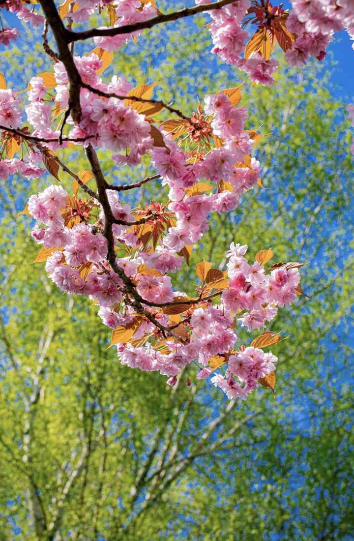 spring