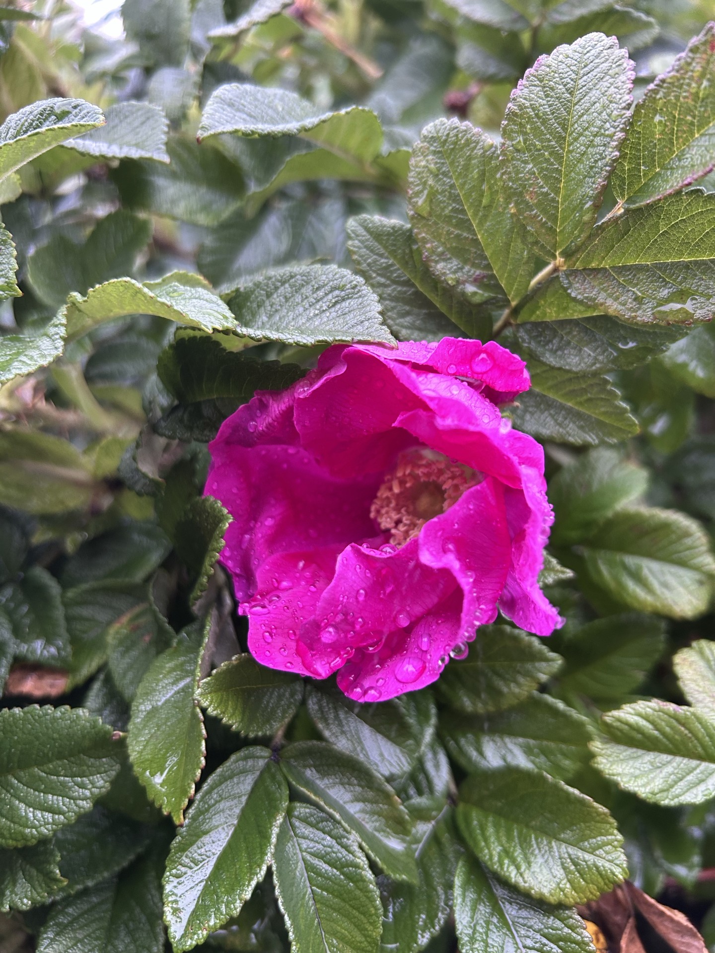 обои pink, petal