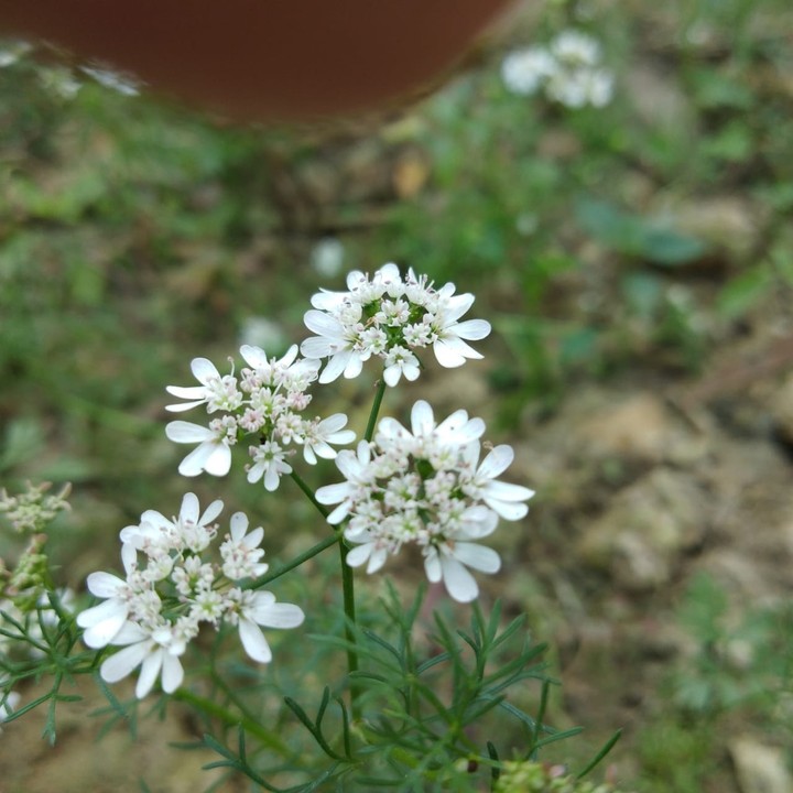 naturel flower