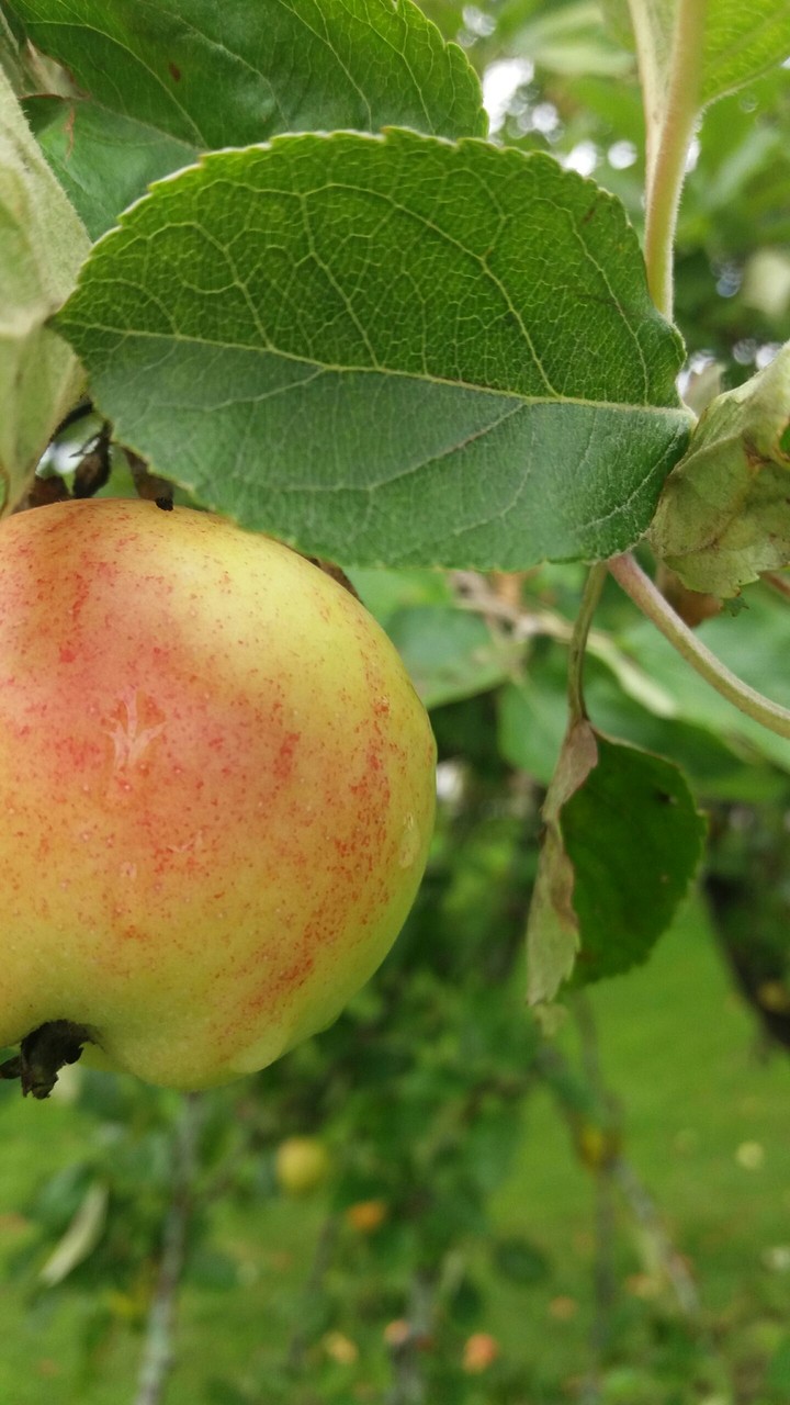 apple tree