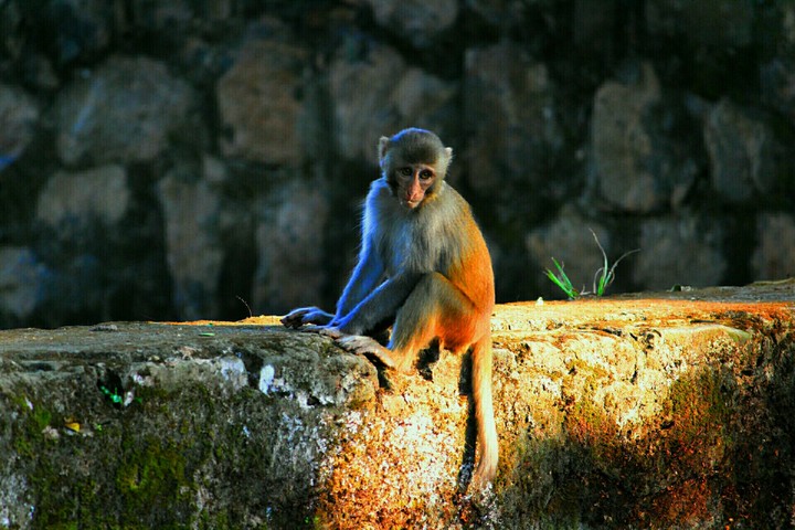a monkey sitting alone