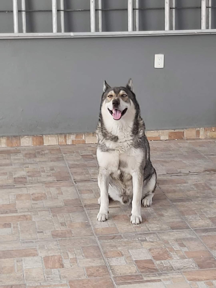 Husky siberiano Beto! bb muy bien portado❤️