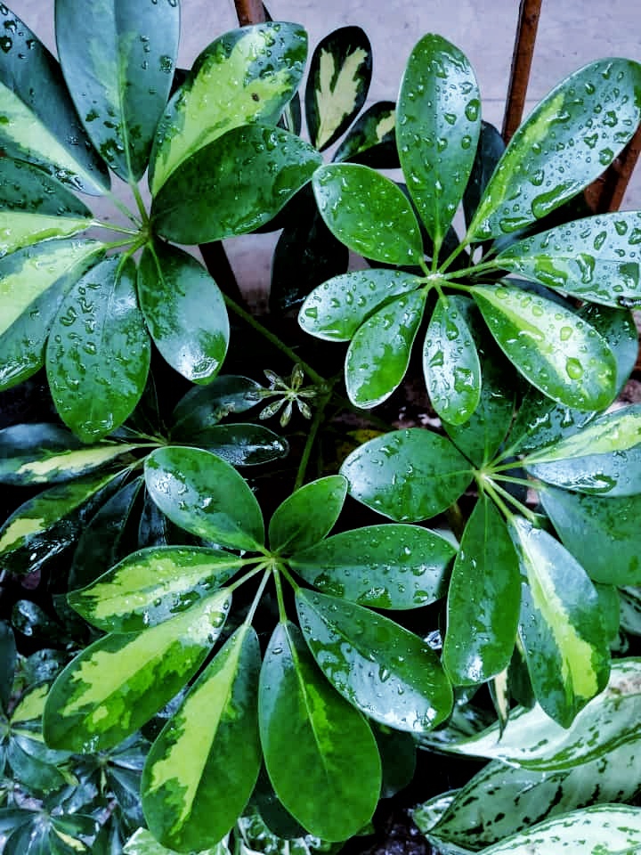 leaf