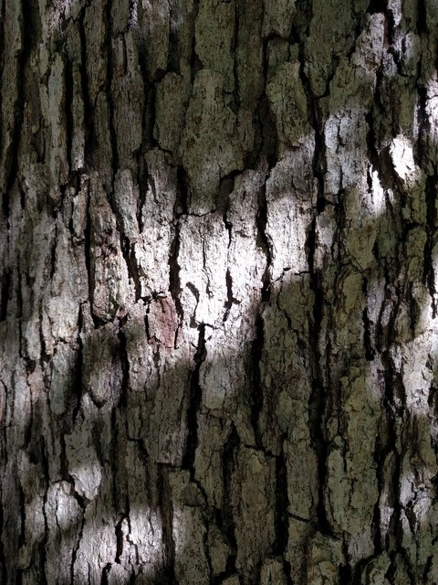 Light & Shadows on a Tree