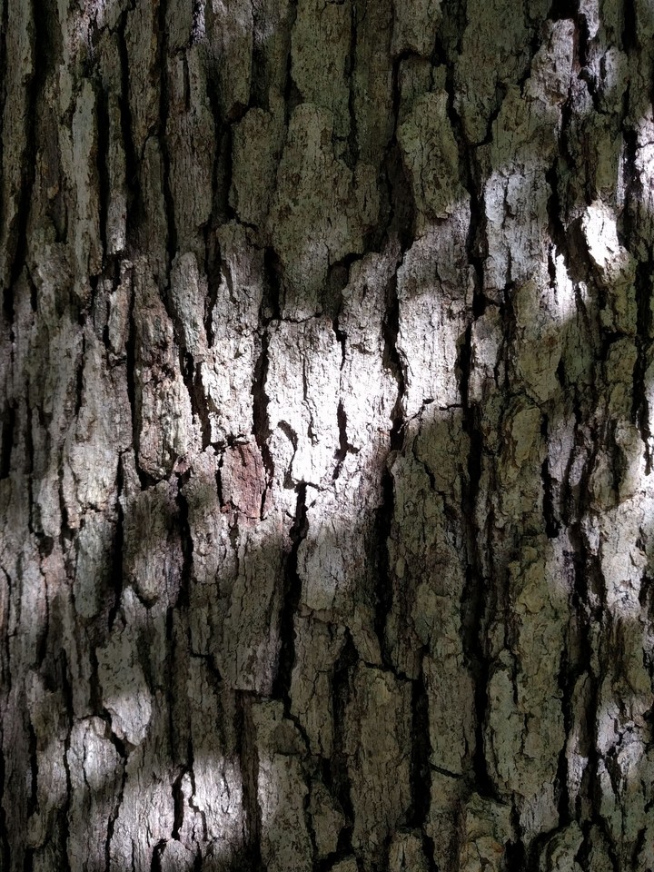 Light & Shadows on a Tree