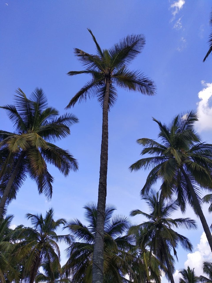 coconut trees in summer