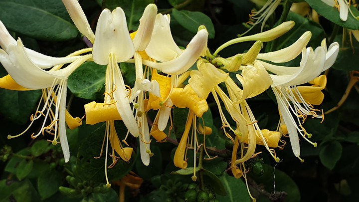 honeysuckle