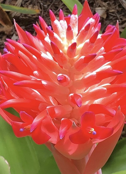 plant, petal háttérképek