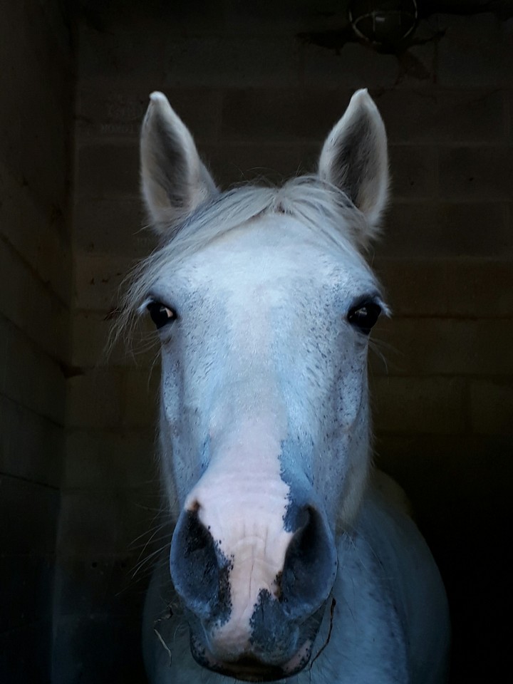 un petit poney qui aiment la technologie apparament