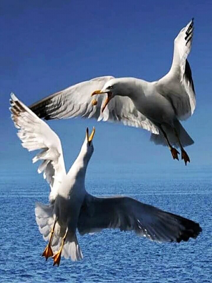 nice pirates birds fighting