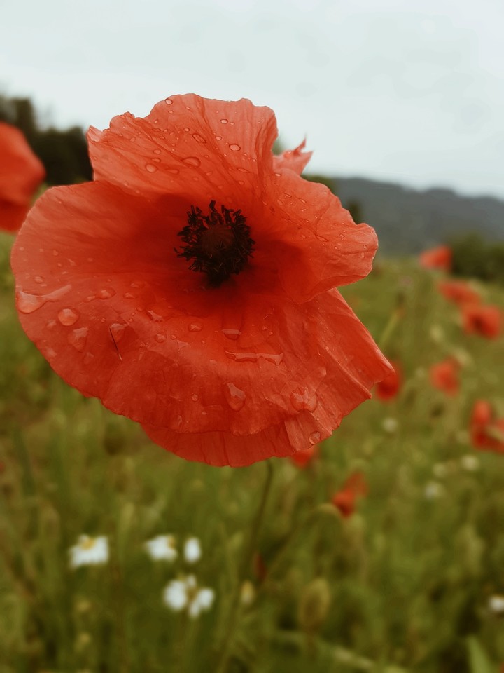 rote Tropfen