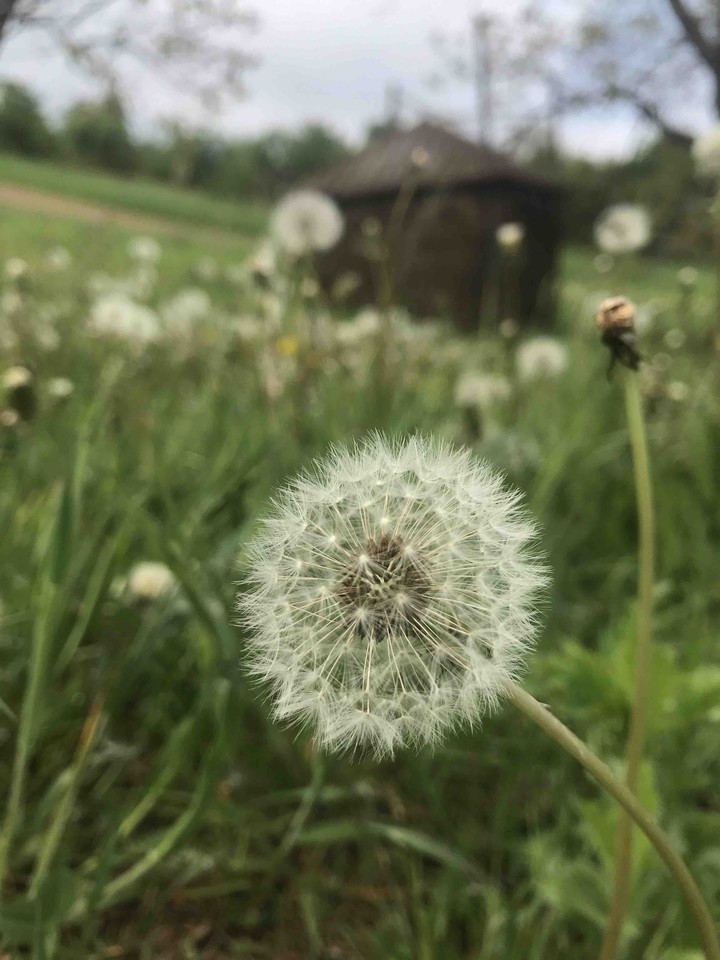 (❁´◡`❁)