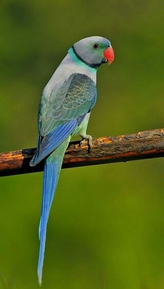 parrot