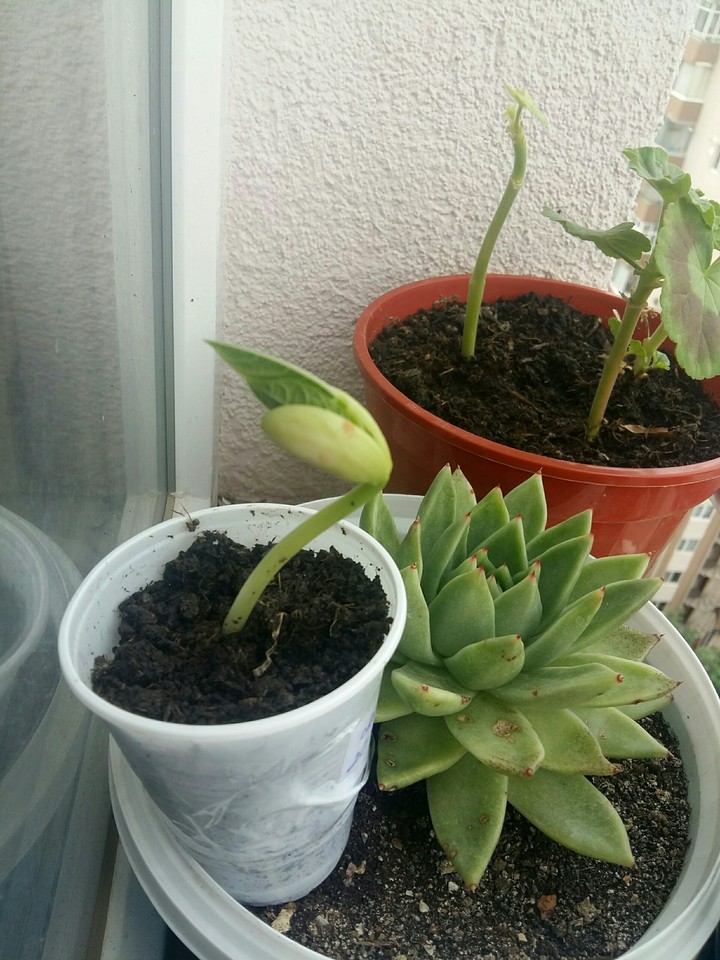 keep growing