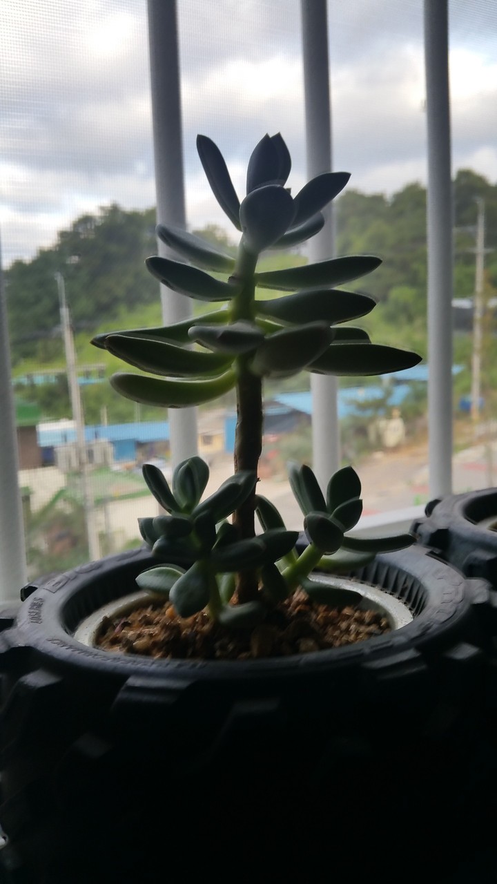 발레리나