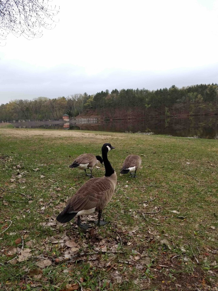 Geese at Peace