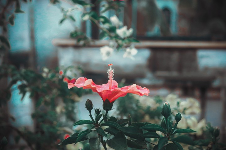 Hibiscus
