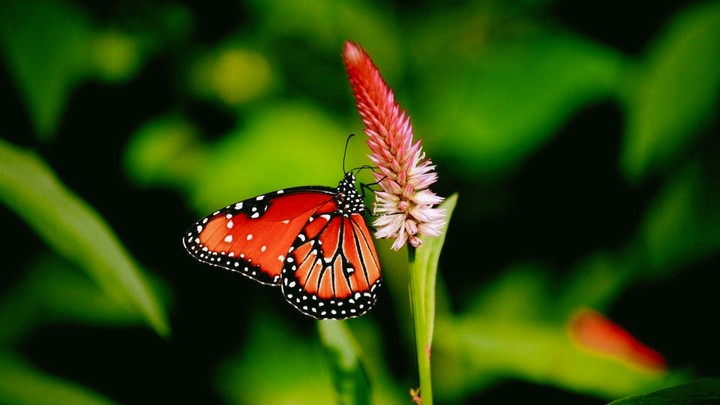butterfly ??